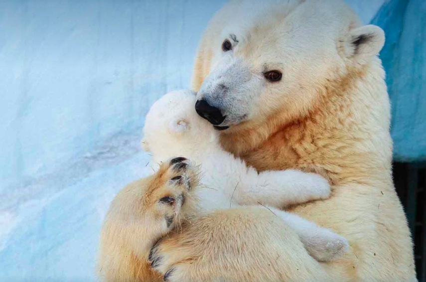Фото Шерстяные мамы: Новосибирский зоопарк устроил умилительную фотосессию ко Дню матери 6